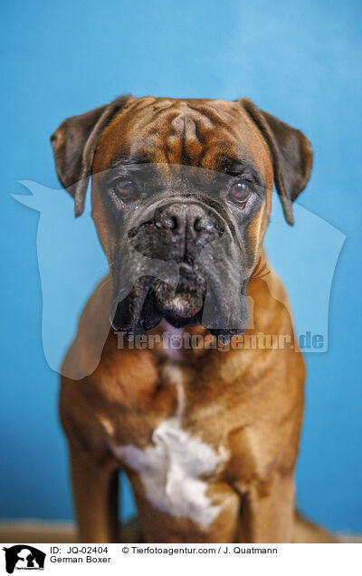 Deutscher Boxer / German Boxer / JQ-02404