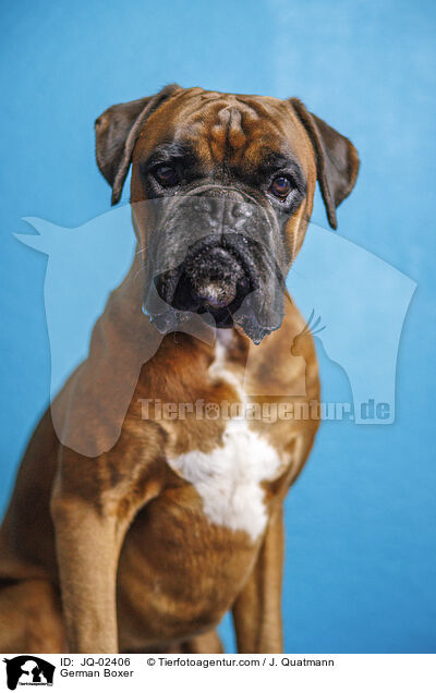 Deutscher Boxer / German Boxer / JQ-02406