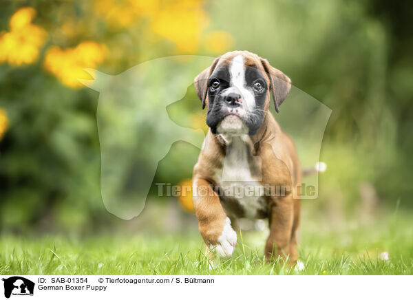 Deutscher Boxer Welpe / German Boxer Puppy / SAB-01354