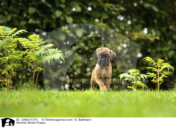 Deutscher Boxer Welpe / German Boxer Puppy / SAB-01370
