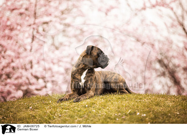 Deutscher Boxer / German Boxer / JAM-06725