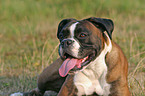 German Boxer Portrait