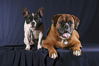 Boxer & French Bulldog