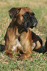 lying Deutscher Boxer