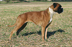 standing Deutscher Boxer