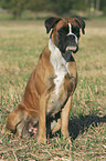 sitting Deutscher Boxer