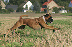 running Deutscher Boxer