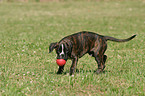 Boxer Pup