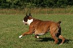 running Boxer