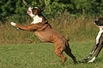 running Boxer