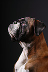 Boxer Portrait