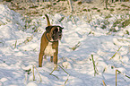 Boxer in snow