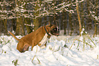 Boxer in snow