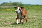 running Boxer