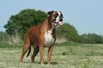 Boxer on meadow