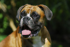 Boxer Portrait