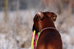 Boxer Portrait