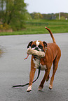 running Boxer