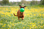 running Boxer