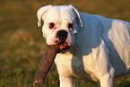 Boxer