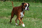 running Boxer