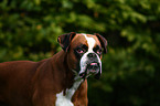 Boxer Portrait