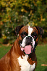 Boxer Portrait