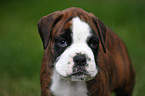 Boxer Portrait