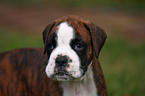 Boxer Portrait