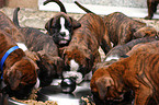 eating Boxer puppies