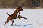 running Boxer