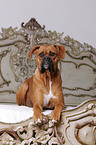 Boxer at bed