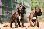 Boxer Puppies