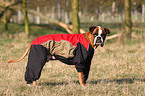 Boxer with raincoat