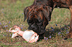 German Boxer with bone