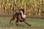 German Boxer with bone