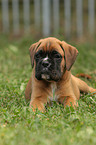 German Boxer Puppy