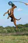 jumping German Boxer