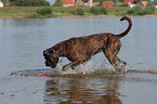 playing German Boxer