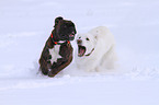 German Boxer and White Swiss Shepherd