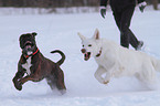 German Boxer and White Swiss Shepherd