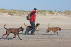 go for a walk with German Boxer