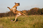 jumping German Boxer