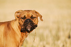 German Boxer Portrait