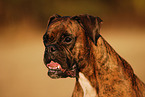 German Boxer Portrait