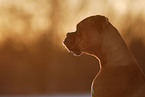 German Boxer Portrait