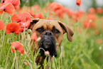 German Boxer Portrait