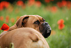 German Boxer Portrait