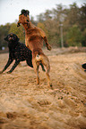 German Boxer and Labrador Retriever