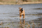 German Boxer